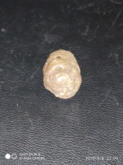 Cupressus sempervirens