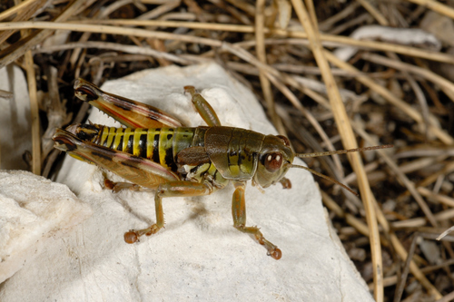 Podisma silvestrii
