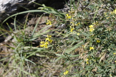 Medicago falcata
