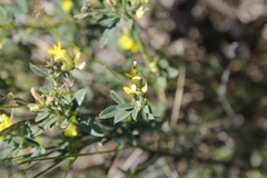Medicago falcata