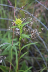 Solidago riddellii