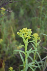 Solidago riddellii