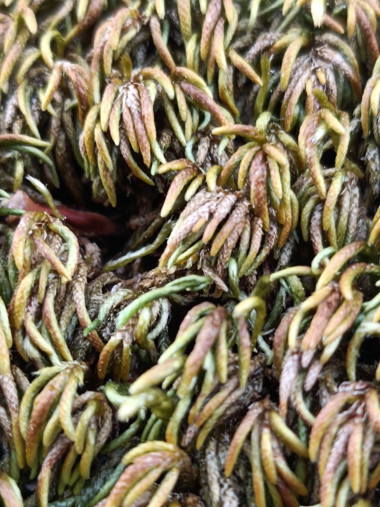 Nogopterium gracile