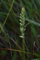 Spiranthes incurva