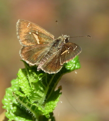 Toxidia parvula