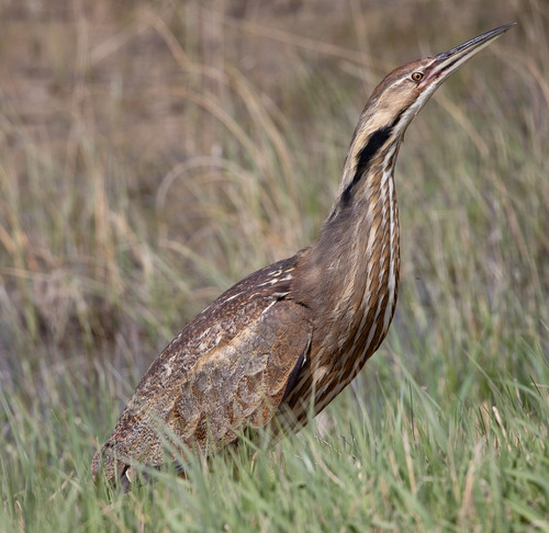 American Bittern photographed in North Dakota