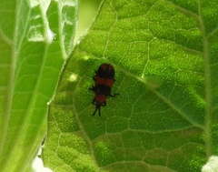Microrhopala beckeri