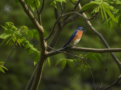 Eastern Bluebird photographed in Wisconsin