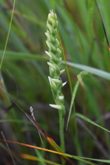 Spiranthes incurva