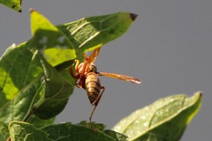 Polistes apachus apachus