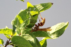 Polistes apachus apachus