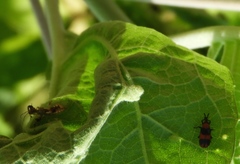 Microrhopala beckeri