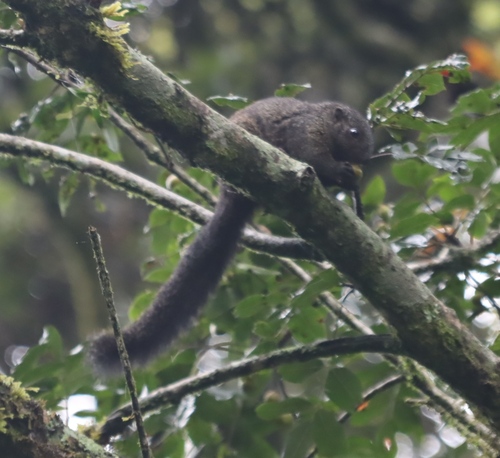 Mutable Sun Squirrel