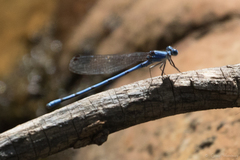 Argia lacrimans