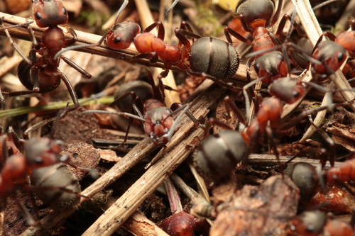 Rudoji miško skruzdėlė nuotrauka