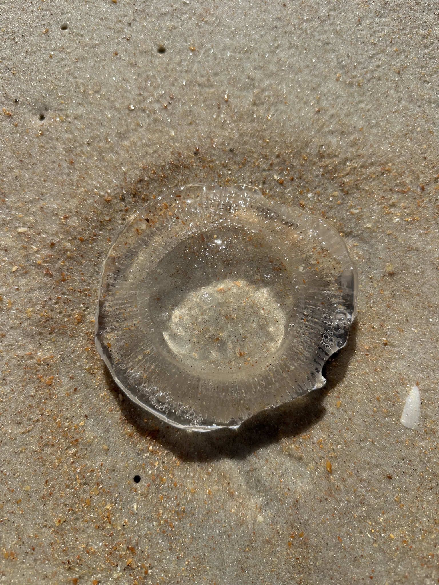 Rhacostoma atlanticum L.Agassiz, 1851