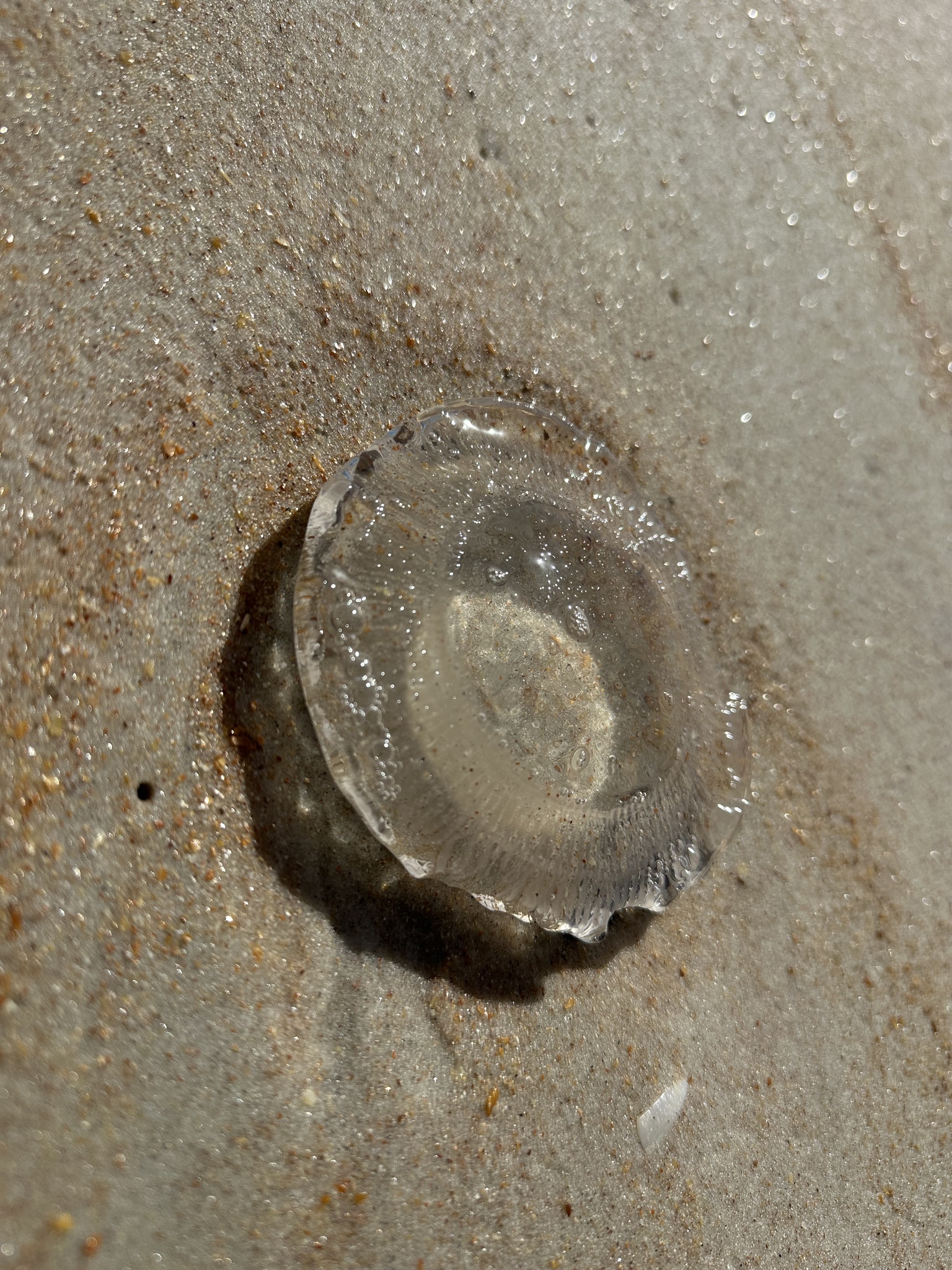 Rhacostoma atlanticum L.Agassiz, 1851