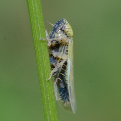 Graminella nigrifrons