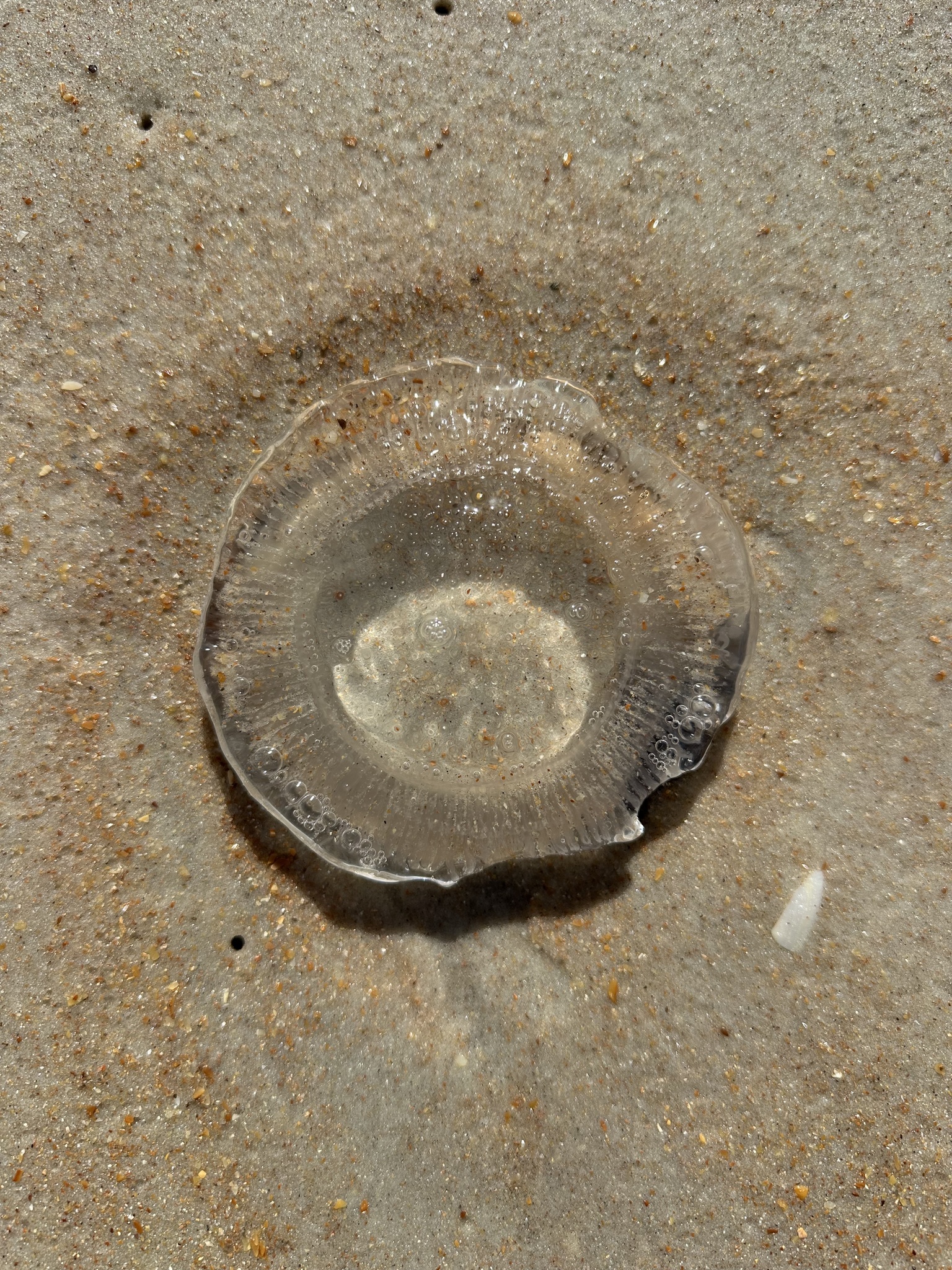 Rhacostoma atlanticum L.Agassiz, 1851