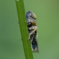 Graminella nigrifrons