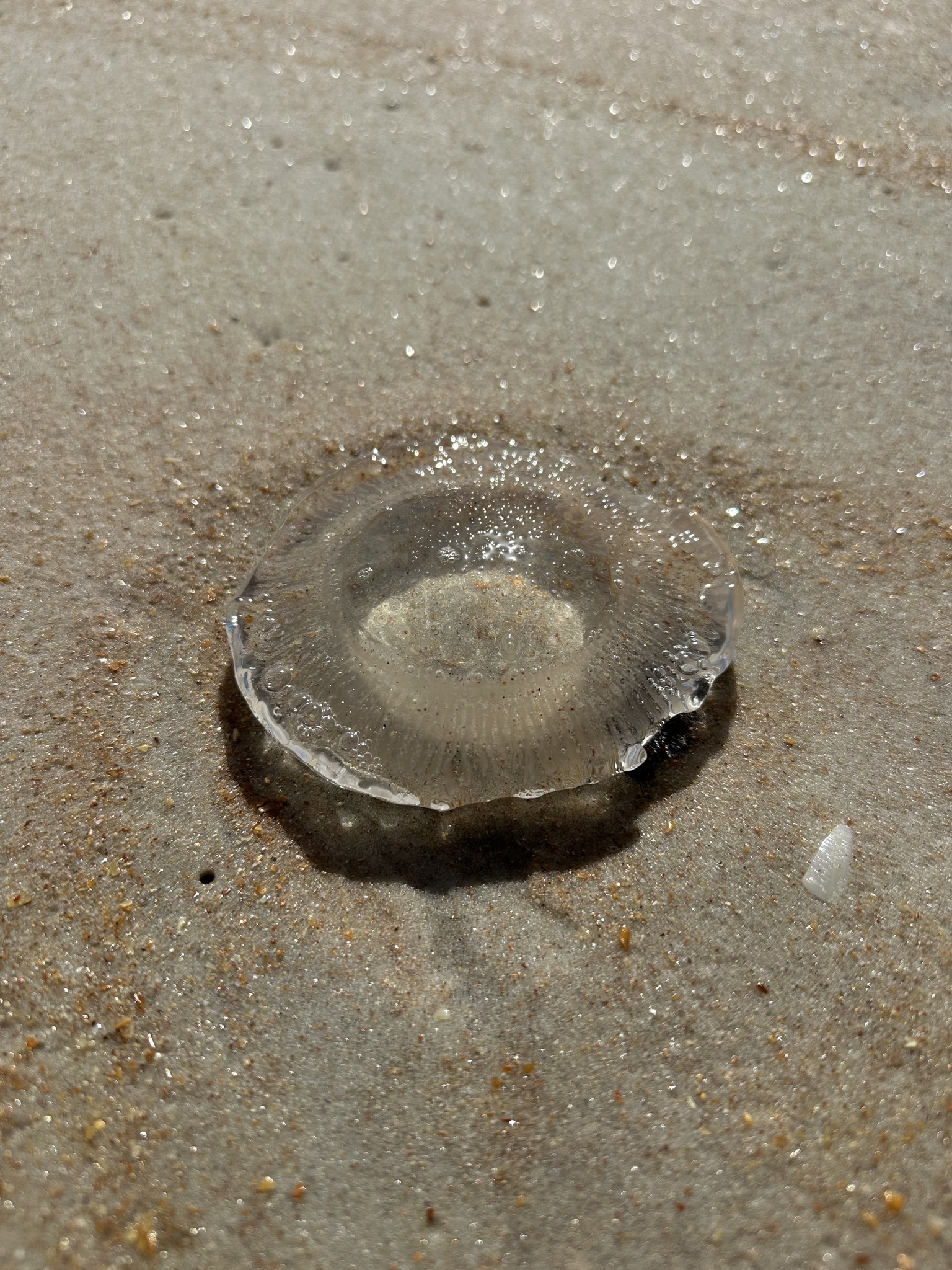 Rhacostoma atlanticum L.Agassiz, 1851