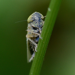 Graminella nigrifrons