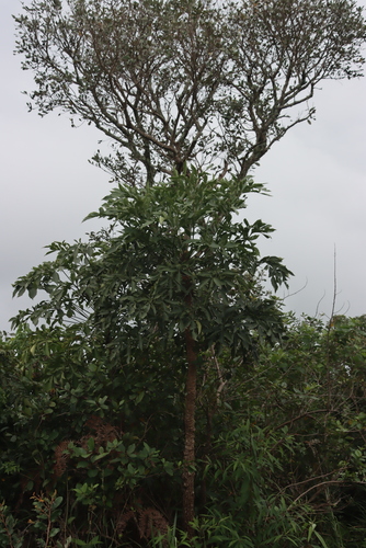 Cussonia spicata