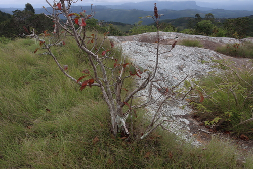 Hymenodictyon floribundum, photograph 6