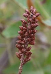 Hymenodictyon floribundum, photograph (c) Tony Rebelo, some rights reserved (CC BY-SA)