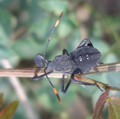 Coreinae