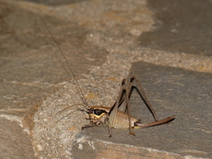 Eupholidoptera smyrnensis