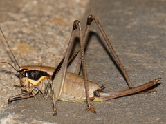 Eupholidoptera smyrnensis