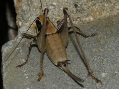 Eupholidoptera smyrnensis