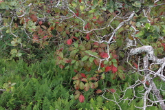 Hymenodictyon floribundum, photograph (c) Tony Rebelo, some rights reserved (CC BY-SA)