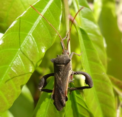 Coreidae