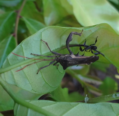 Coreidae