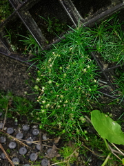 Angiospermae