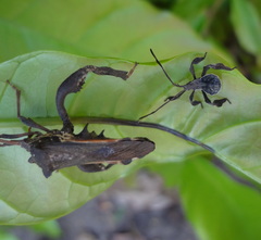 Coreidae
