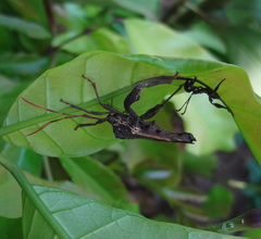 Coreidae