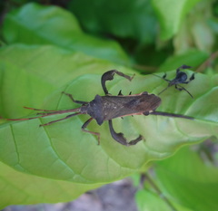 Coreidae