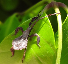Coreidae