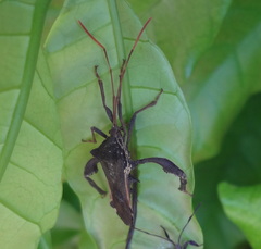 Coreidae