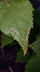 Agromyza alnibetulae