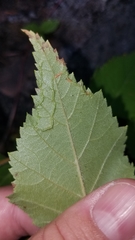 Agromyza alnibetulae