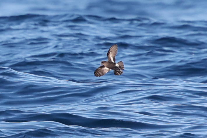 European Storm Petrel (Hydrobates pelagicus), photo 8