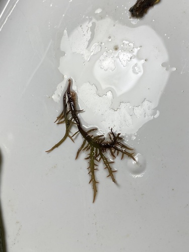 Chondracanthus teedei observed 2025-05-15