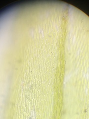 Scleropodium cespitans