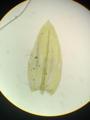 Scleropodium cespitans