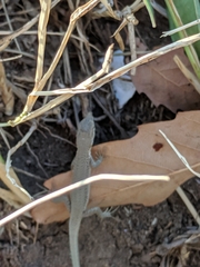 Darevskia portschinskii