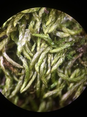 Scleropodium cespitans